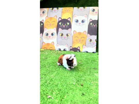 İzmirden Ginepig 1 Aylık