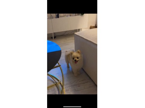 Pomeranian Teddy Bear