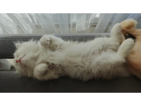 Beyaz British Longhair Kardeşler