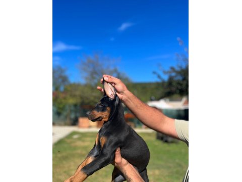 King Doberman Bebekler