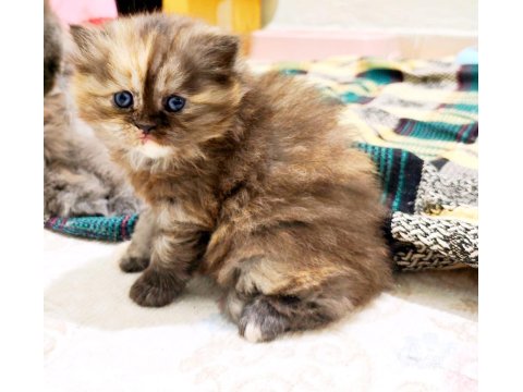 British Shorthair Blue Kedimiz