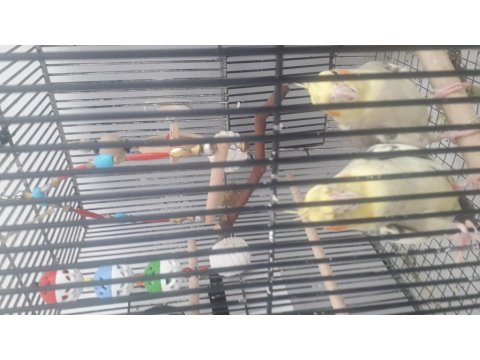 2 Adet Sultan Papağanı