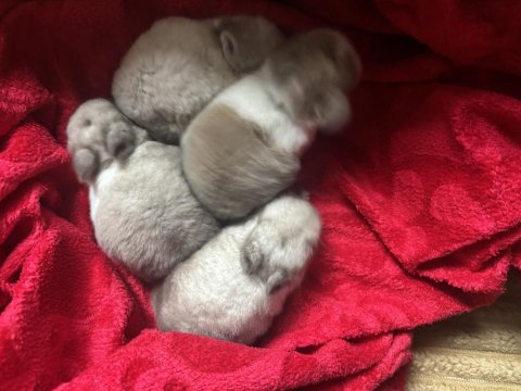 Cüce Tavşan Yavruları