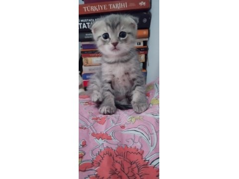 Kısırlaştırma Desteği Karşılığı Ücretsiz Kediler