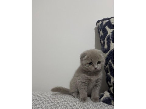1.5 Aylık Dişi Yavru Scottish Fold