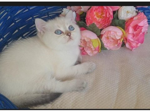 55 Gunluk Dişi Golden Point British Shorthair