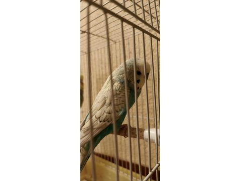 Yavru Muhabbet Kuşu