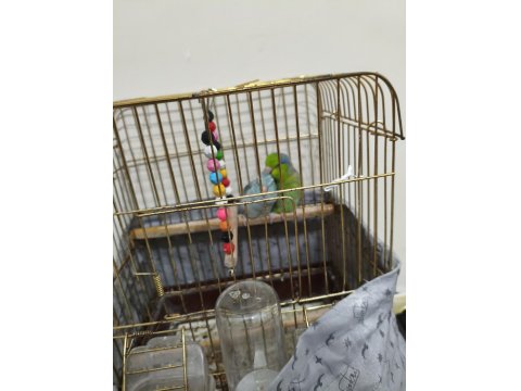 Çift Forpus Papağanı Damızlık