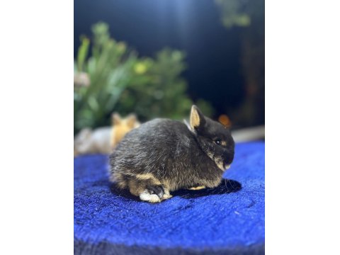 Hollanda Cüce Ve Mini Lop Tavşanı Yavrular Her Yere Gönderim