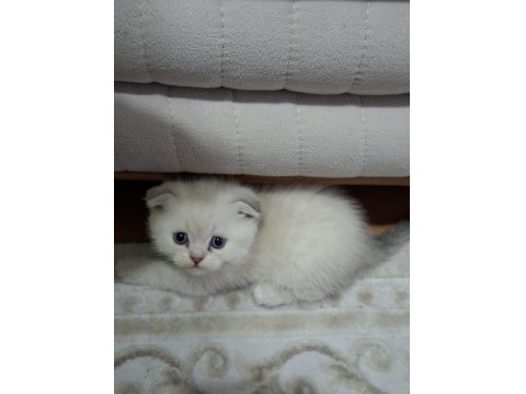 6 Kardeş Kediler Yeni Yuvalarını Arıyor