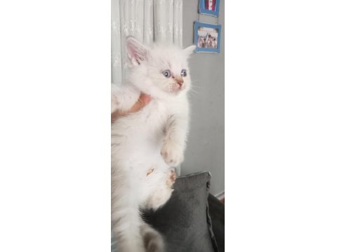 British Ve Scottish Minnoşlar