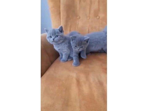 British Shorthair Yavrular Irk Sağlık Garantili