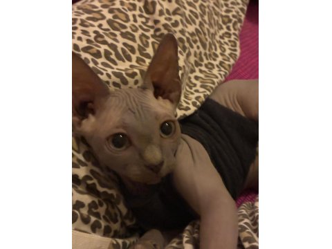 3 Aylık Dişi Sfenks