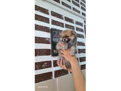 Pomeranian Boo Orjinal Teddy