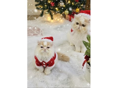 Pure Persian Bebeklerim Yuva Ariyor