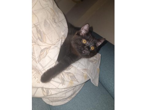 British Shorthair İzmir Ücretsiz