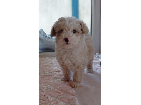 Maltipoo Bebek Köpeğimiz