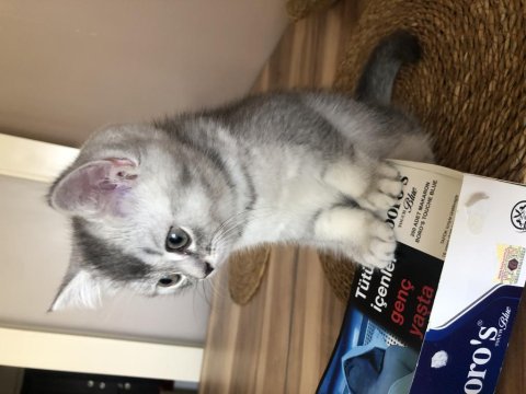 70 Günlük Ve 1.5 Yaşında British Shorthair Kedimiz