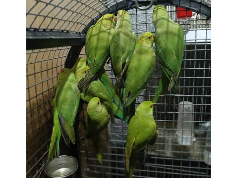 Pakistan Papağanları Kapalı Bileziktir