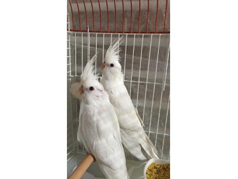 2025 A Kalite Erkek 40 Günlük Albino Saf Kan Sultan Papağanı