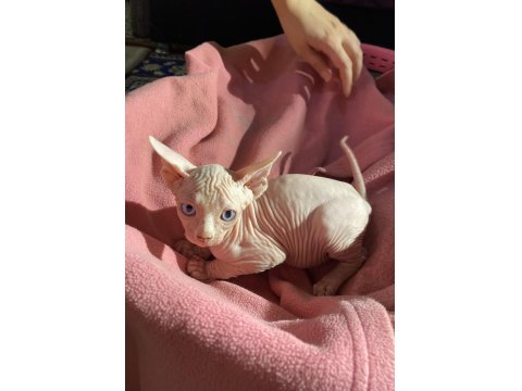 Üst Düzey Kalitede Sfenks