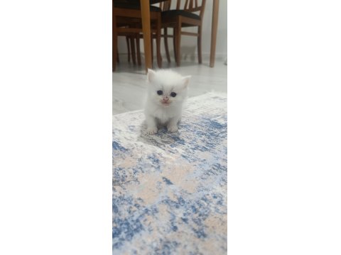 British Yavrular Sahiplendirilecektir