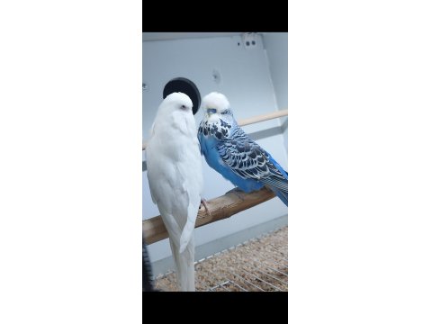 Şov Jumbo Çift Muhabbet Kuşu