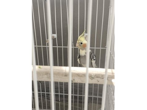 5 Aylık Erkek Sevimli Sultan Papağanı