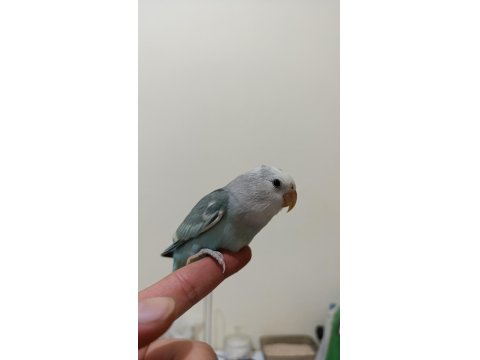 İnsan Canlısı Yavru Sevda Papağanı