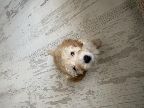 3 Aylık Maltipoo Köpeği
