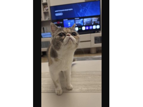 Exotic Shorthair Dişi Yavrumuzu Sahiplendiriyoruz