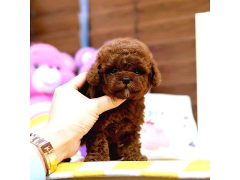 Toy Poodle Bebek Köpekler