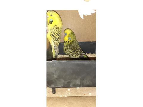 Hazır Teksas Gold Jumbo Çift Muhabbet Kuşu