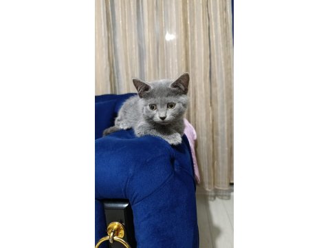 Oyuncu British Shorthair Ponçikler