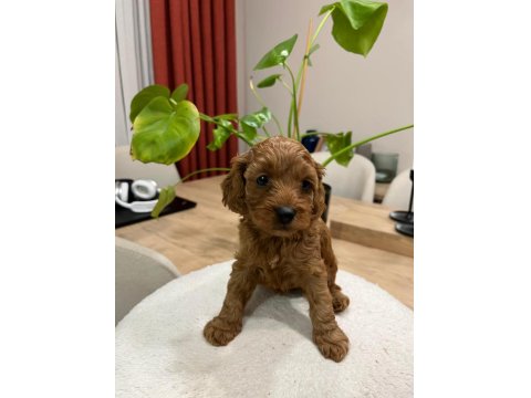 Toy Poodle (Bayram Şekerleri)