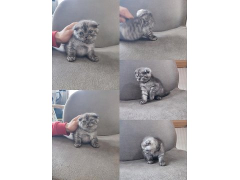 47 Günlük Scottish Fold Kedilerimiz Sahiplendirilecektir