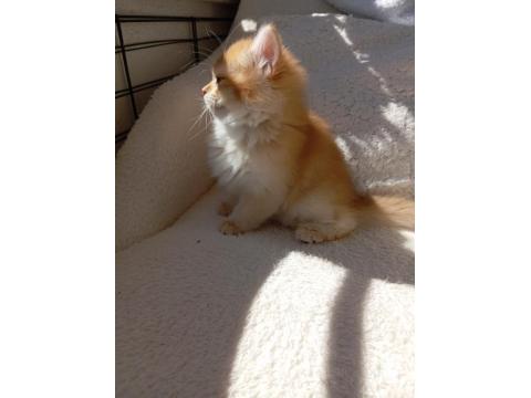 Şecereli Dişi British Longhair Yavrular