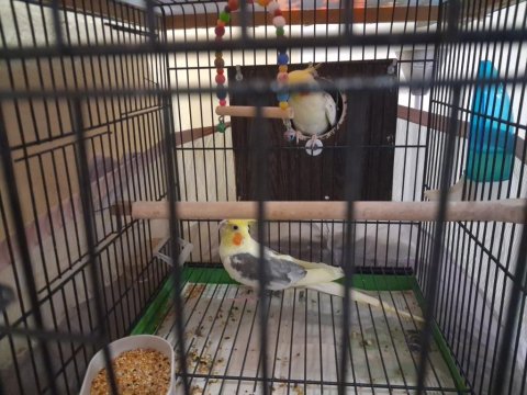 Sultan Papağanı Çift