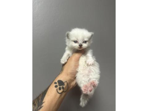 Safkan British Shorthair Bebeklerim