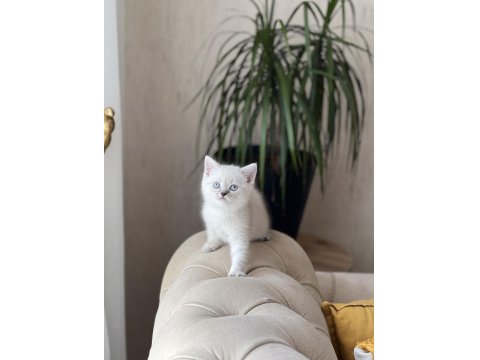 Lynx Point British Shorthair Yavrumuz