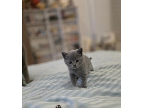 2 Aylik British Shorthair Kızımız