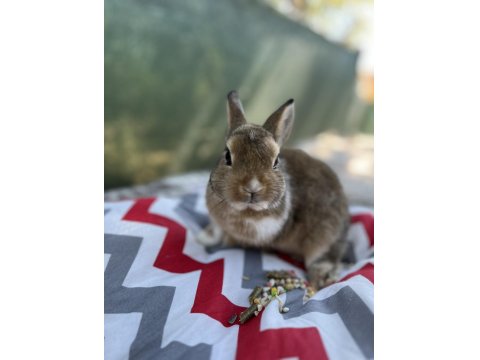 Aguti 4 Aylık Erkek Yavru Tavşan