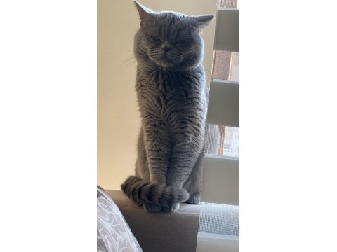 Acil Ücretsiz Sahiplendirme Ankara İçi British Shorthair
