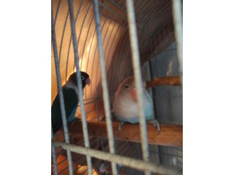 Çift Sevda Papağanı