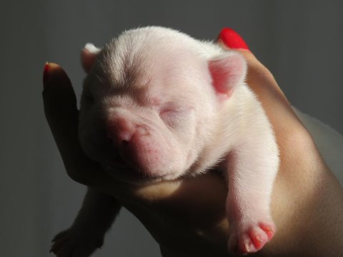 Beyaz Yüksek İhtimalle Mavi Gözlü French Bulldog Yavrumuz