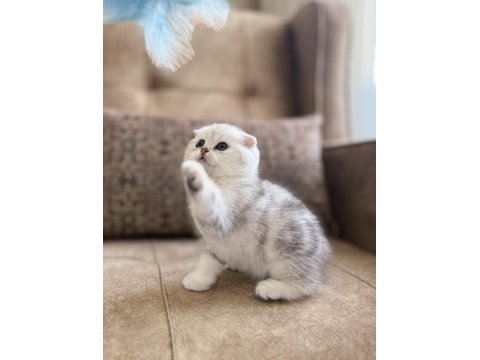 Wcf Kayıtlı Scottish Fold Shorthair Özel Yavrumuz