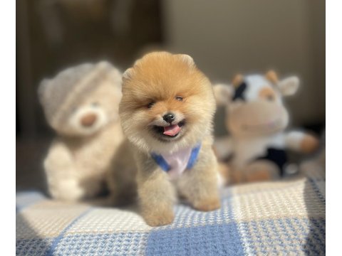 3 Aylık Ayı Surat Pomeranian Boo Yavrular