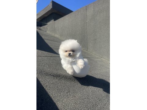Ayı Surat Pomeranian Boo Yavrularımız