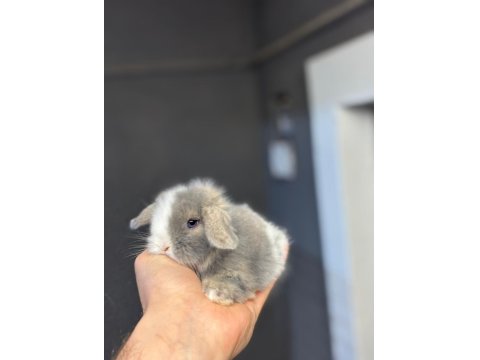 Safkan Evcil Hollanda Lop Ve Cüce Tavşanlar