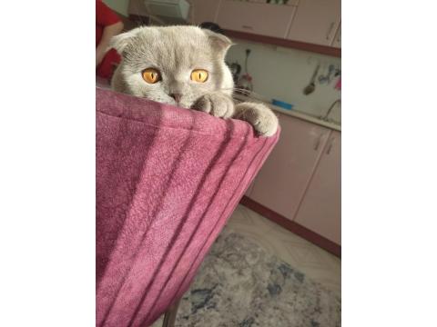 Scottish Fold Kedimize Dişi Arıyoruz